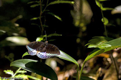 Schmetterling Lexias pardalis - Zum Vergroessern klicken!